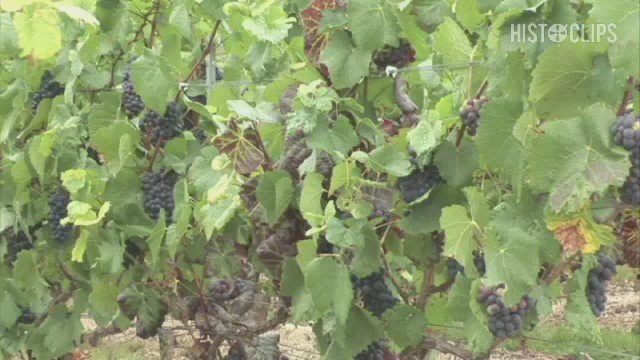 Champagner-Mythos: Gibt es einen neuen Jahrgang Dom Pérignon?